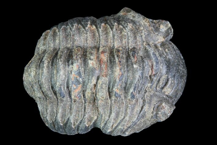 Small Acastoides Trilobite Fossil - Morocco #76427